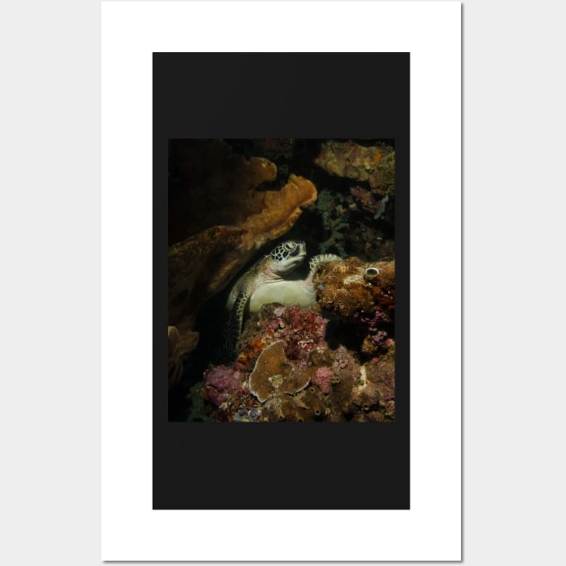 A Green Turtle Snoozes on the Reef Wall Art by jbbarnes